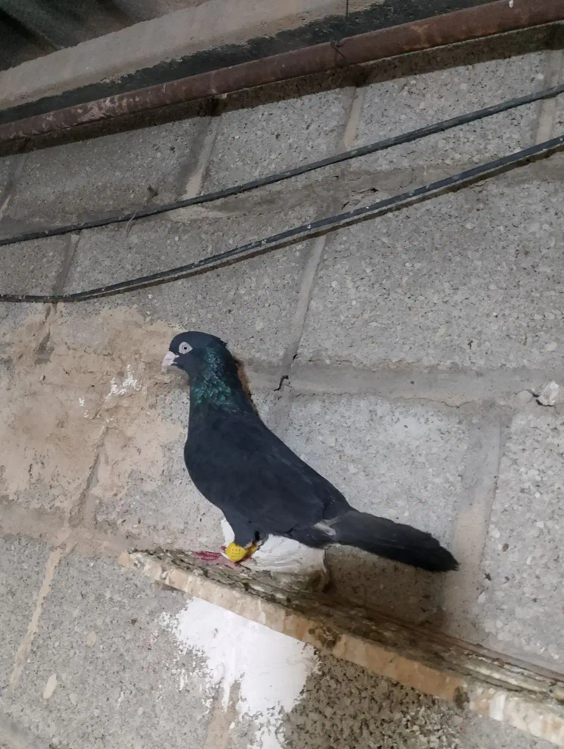 فروش کبوتر|پرنده|شوش, |دیوار