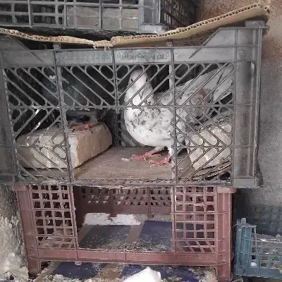 ۳تا کبوتر|پرنده|پلدختر, |دیوار