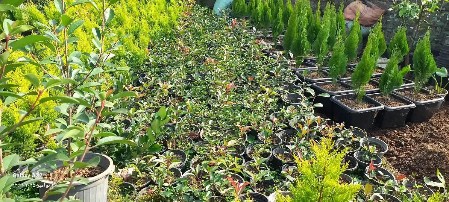 فتونیا|گل و گیاه طبیعی|کلاچای, |دیوار