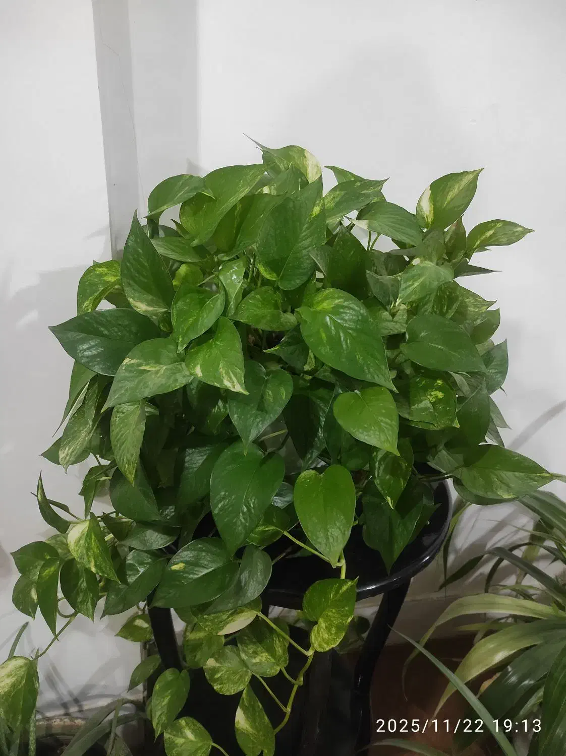 گل طبیعی|گل و گیاه طبیعی|پیر بکران, |دیوار