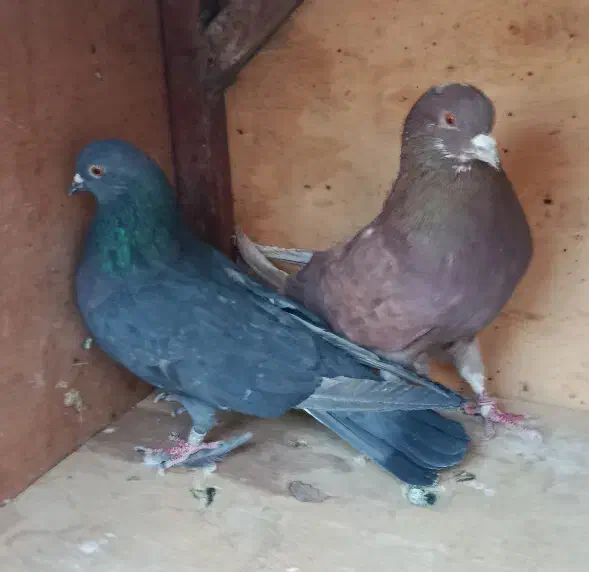 تعدادی کبوتر|پرنده|وحیدیه, |دیوار