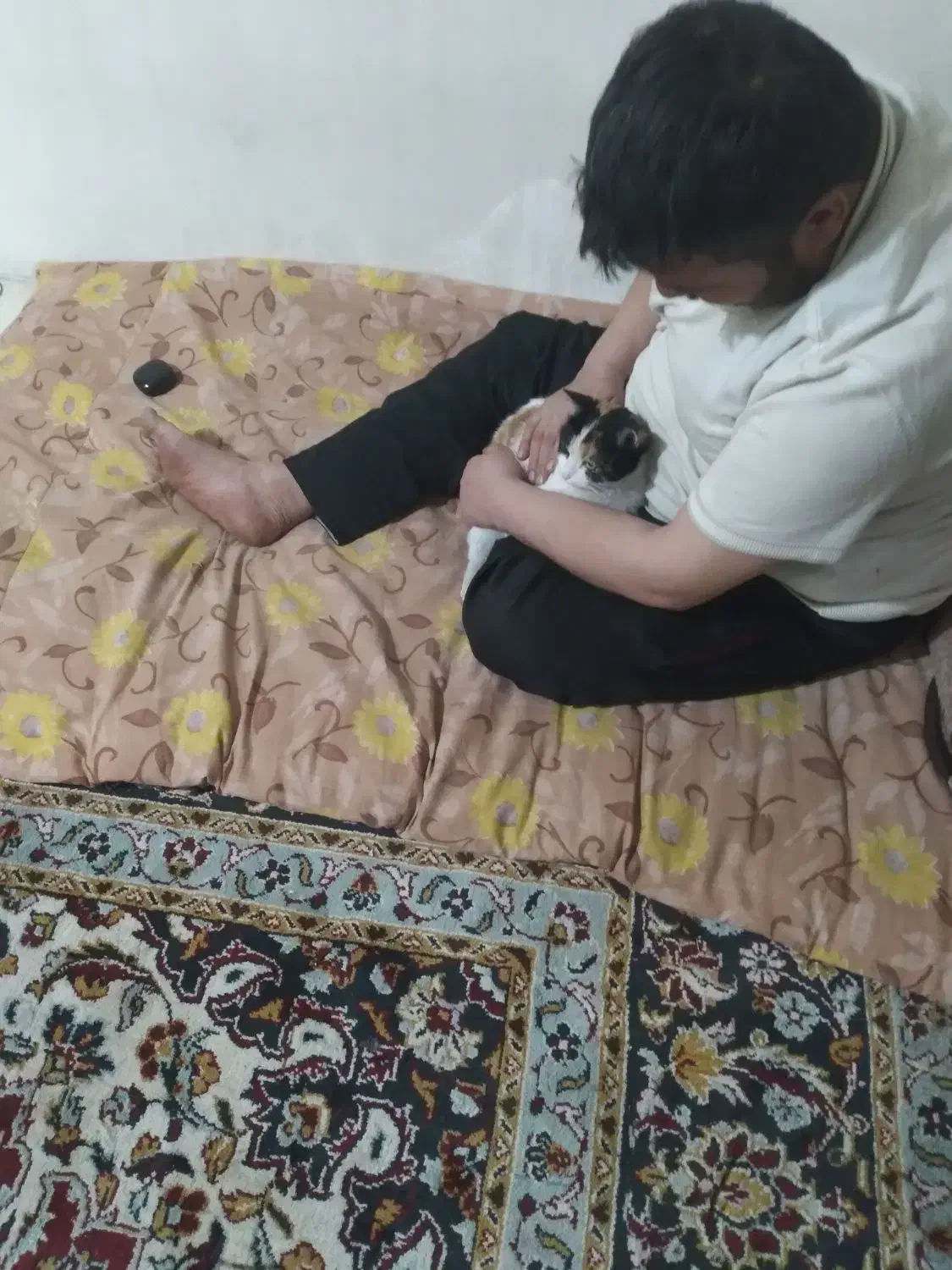 فروش گربه خانگی|گربه|اسلام‌شهر, مظفریه|دیوار