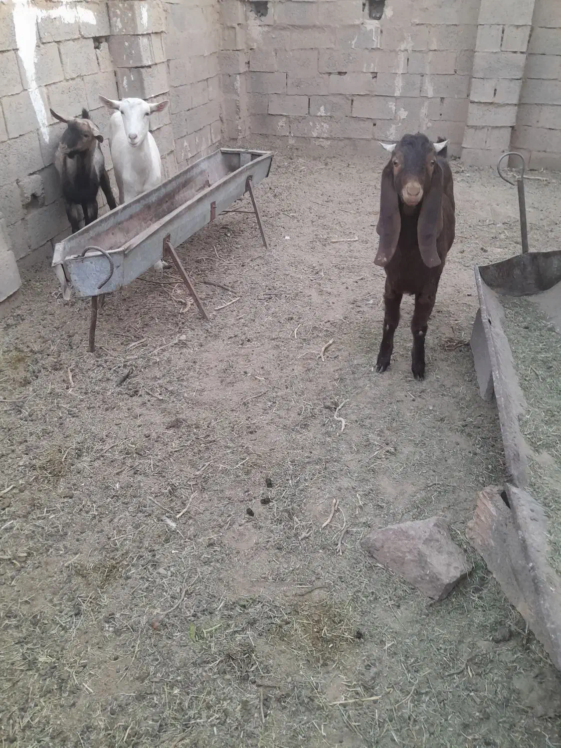 بو بزغاله|حیوانات مزرعه|خواف, |دیوار