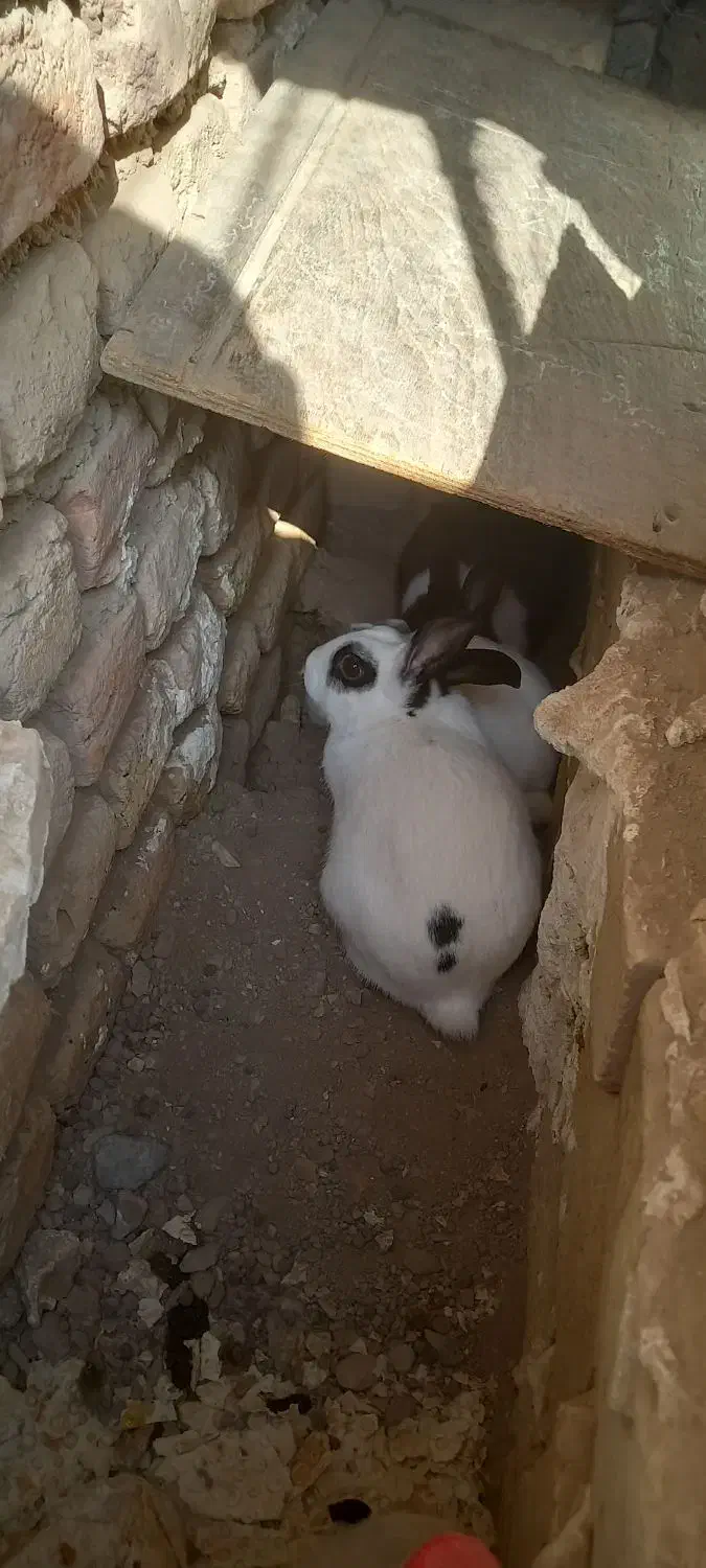 واگذاری خرگوش ۳عدوتاماده یدونه نر|موش و خرگوش|محمدیه-قزوین, |دیوار