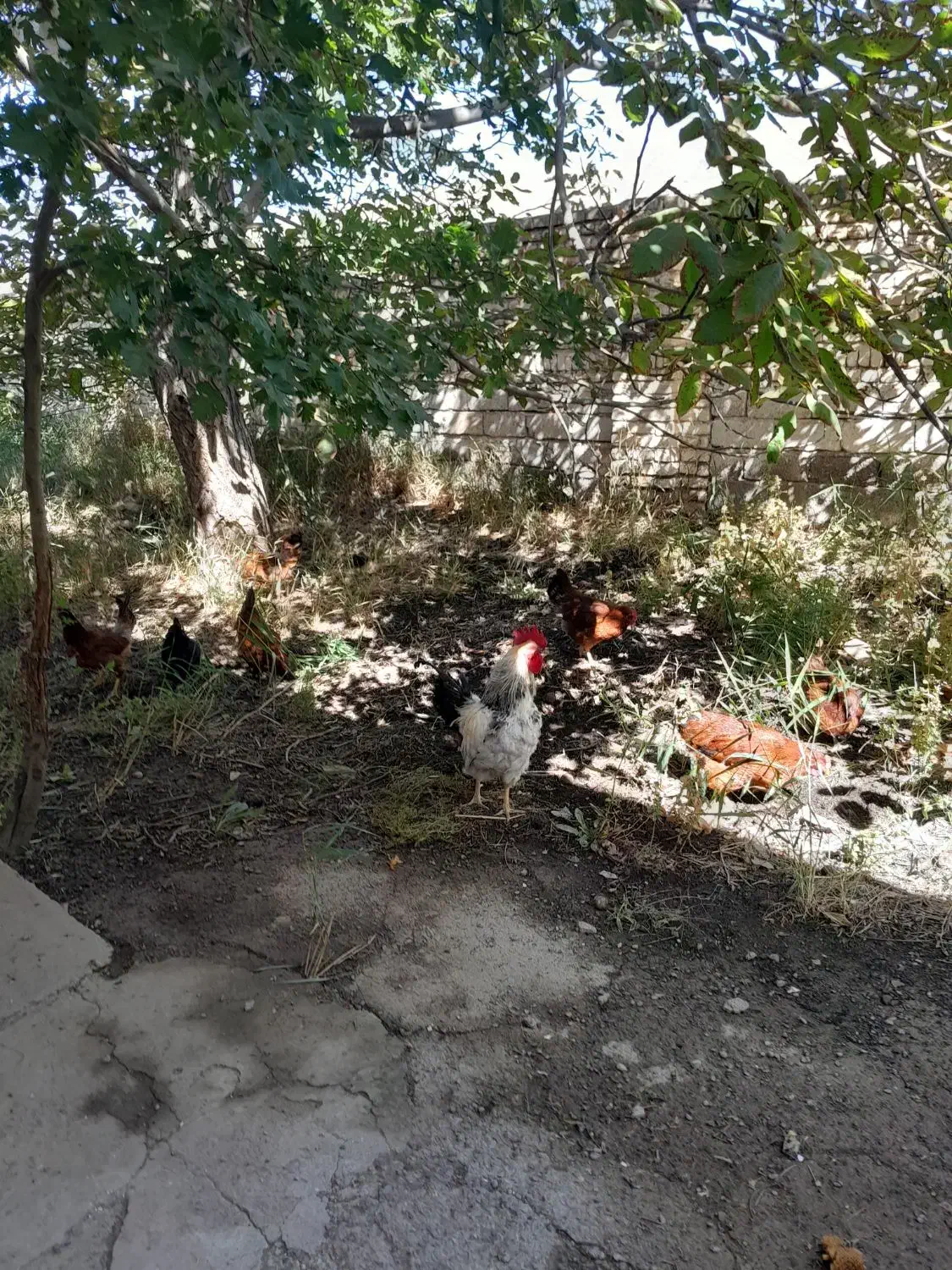 فروش مرغ و خروس|حیوانات مزرعه|خوی, |دیوار