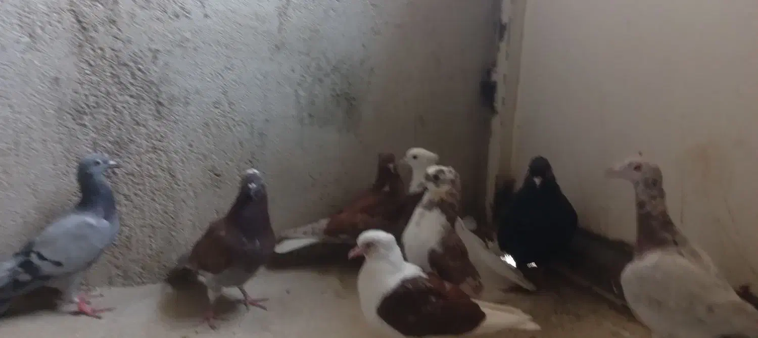 کبوتر پرشی|پرنده|آبیک, |دیوار