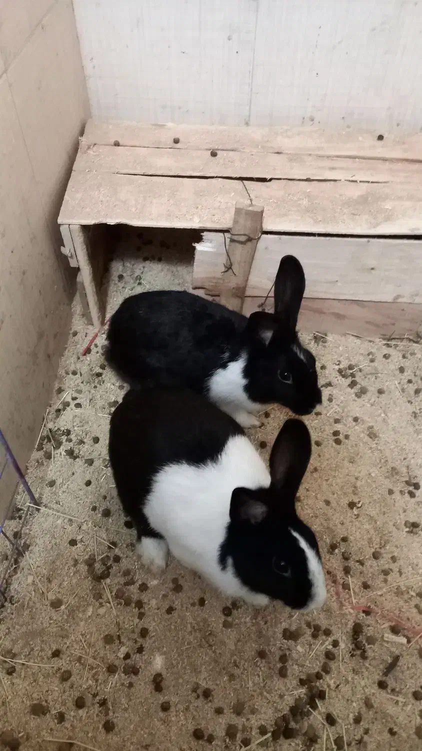 یک جفت خرگوش|موش و خرگوش|ساری, |دیوار