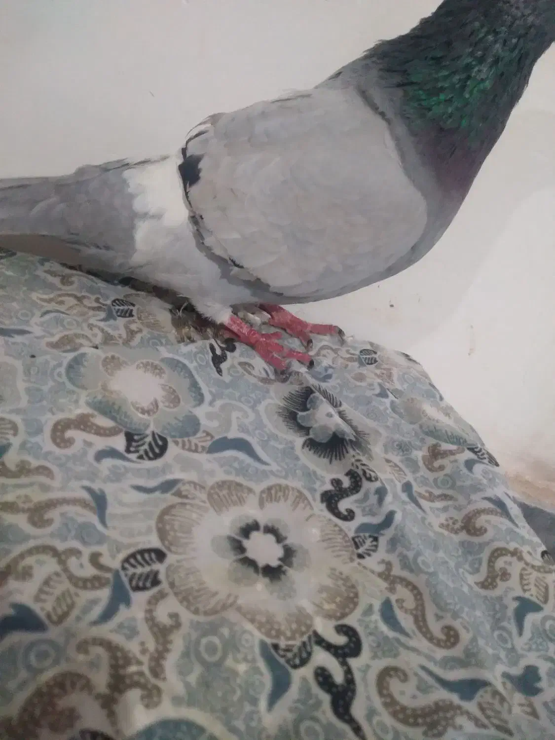 کبوتر|پرنده|اهر, |دیوار