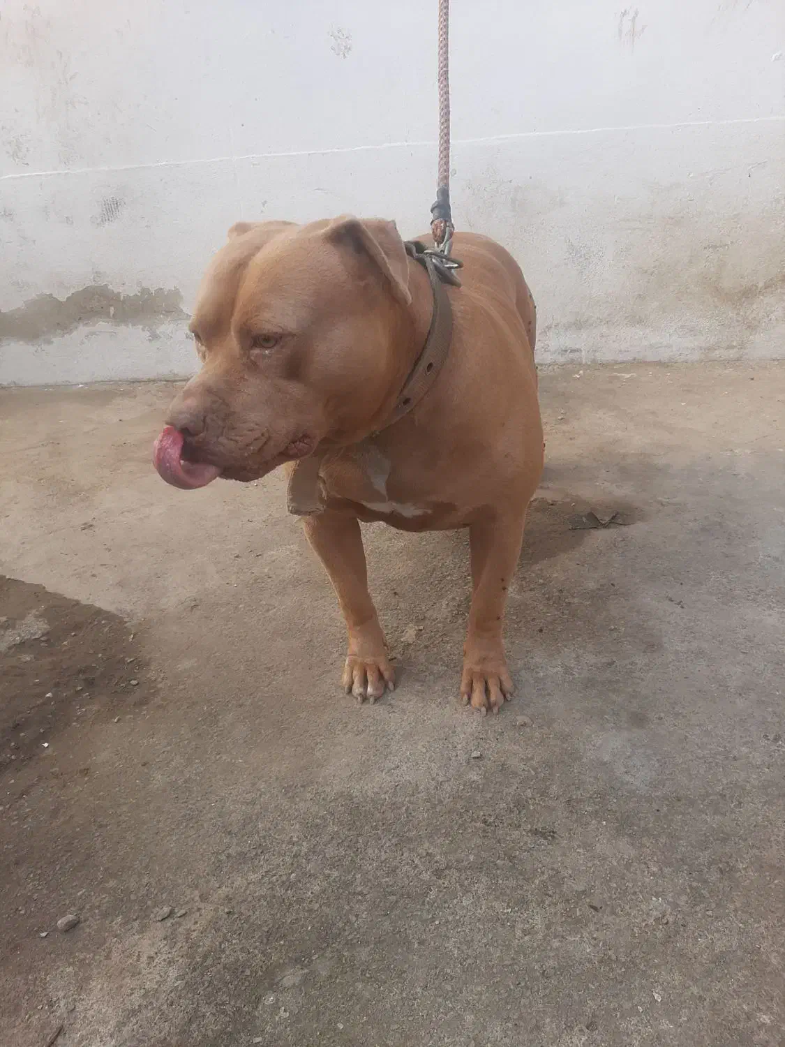 سگ پیتبول ۱۰ ماهه همه واکسنا زده شده قیمت توافقی|سگ|خرمآباد (تنکابن), |دیوار