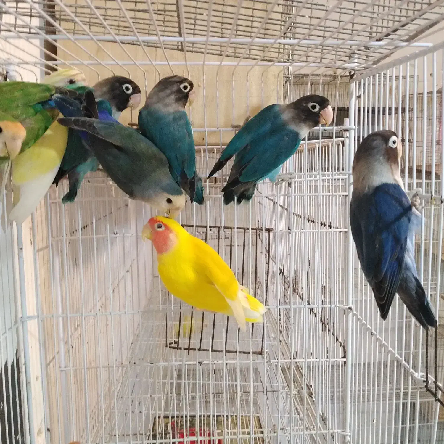 دنیای پرندگان زینتی|پرنده|رشت, قاسمیه|دیوار