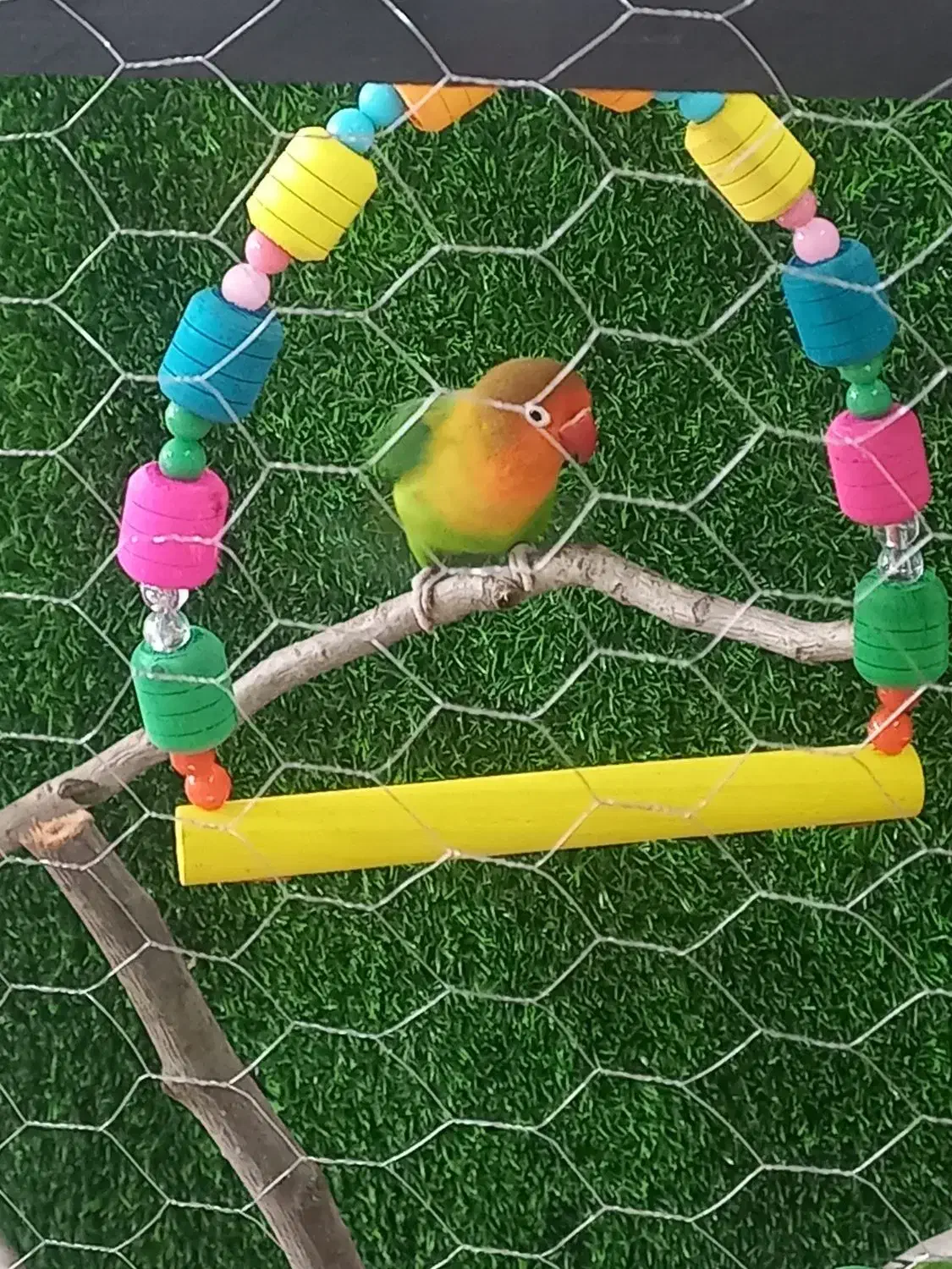 طوطی|پرنده|زیباکنار, |دیوار