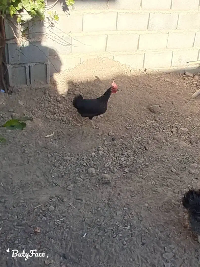 جوجه خروس وجوجه مرغ تخمی جوان|حیوانات مزرعه|مرودشت, مجد آباد|دیوار