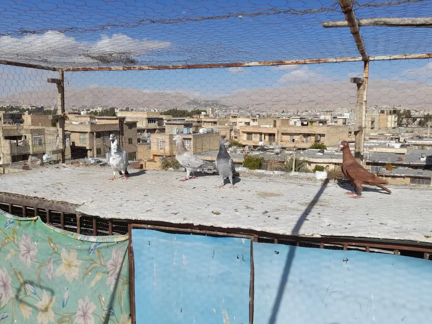 کفتر|پرنده|شیراز, شهرک مهدی‌آباد|دیوار