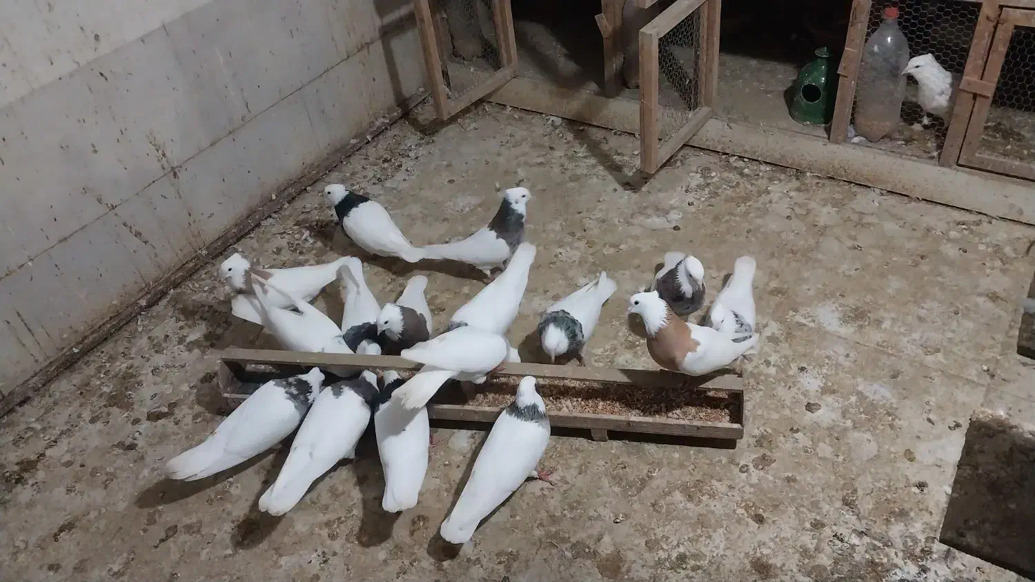 طوقی و کبوتران سرور وسرخ وپرستویی|پرنده|امیرکلا, |دیوار