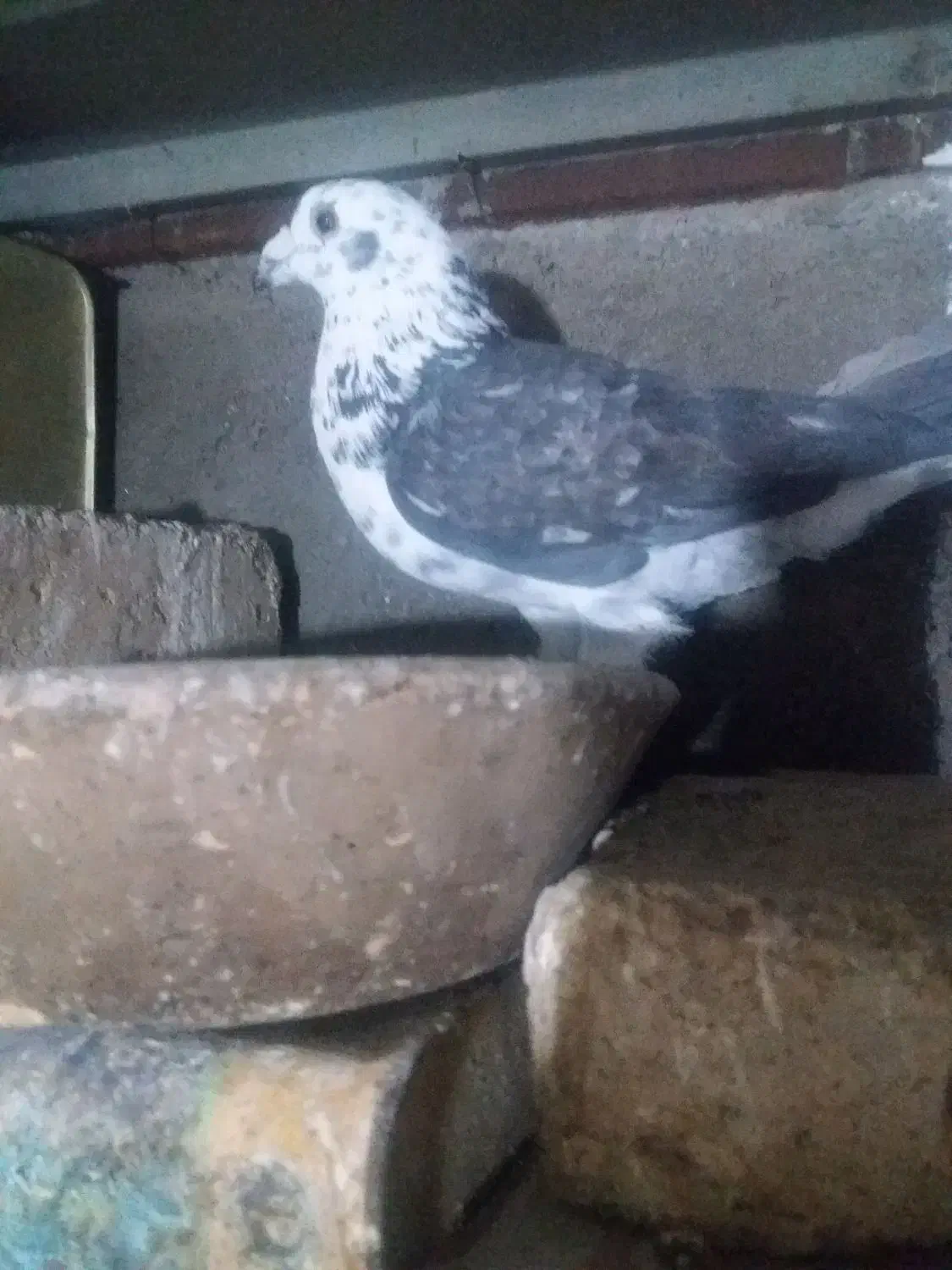 کبوتر گرفتنی|پرنده|بروجرد, |دیوار