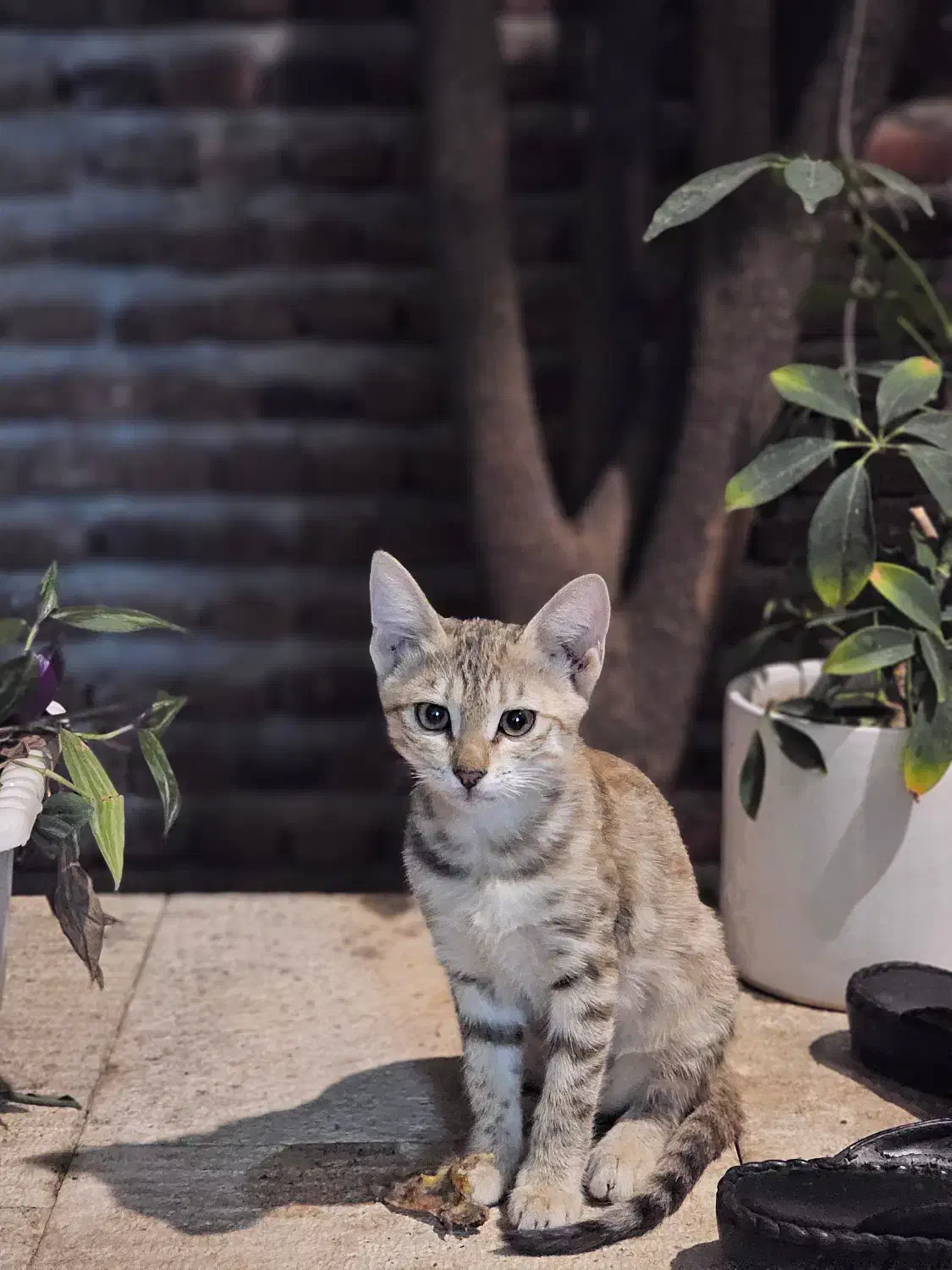 واگذاری دو گربه‌ی DSH|گربه|ارومیه, |دیوار