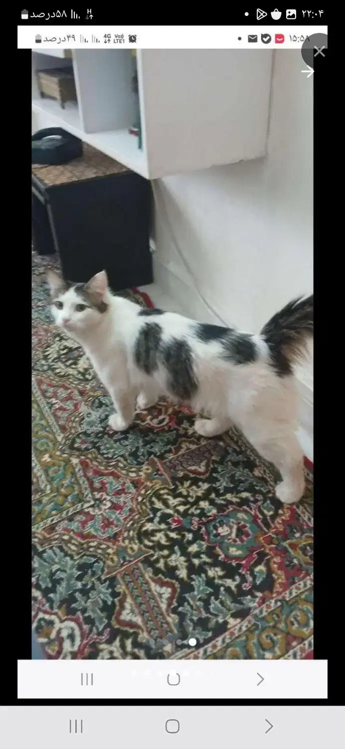 گربه نژاددار|گربه|اسلام‌شهر, زرافشان|دیوار