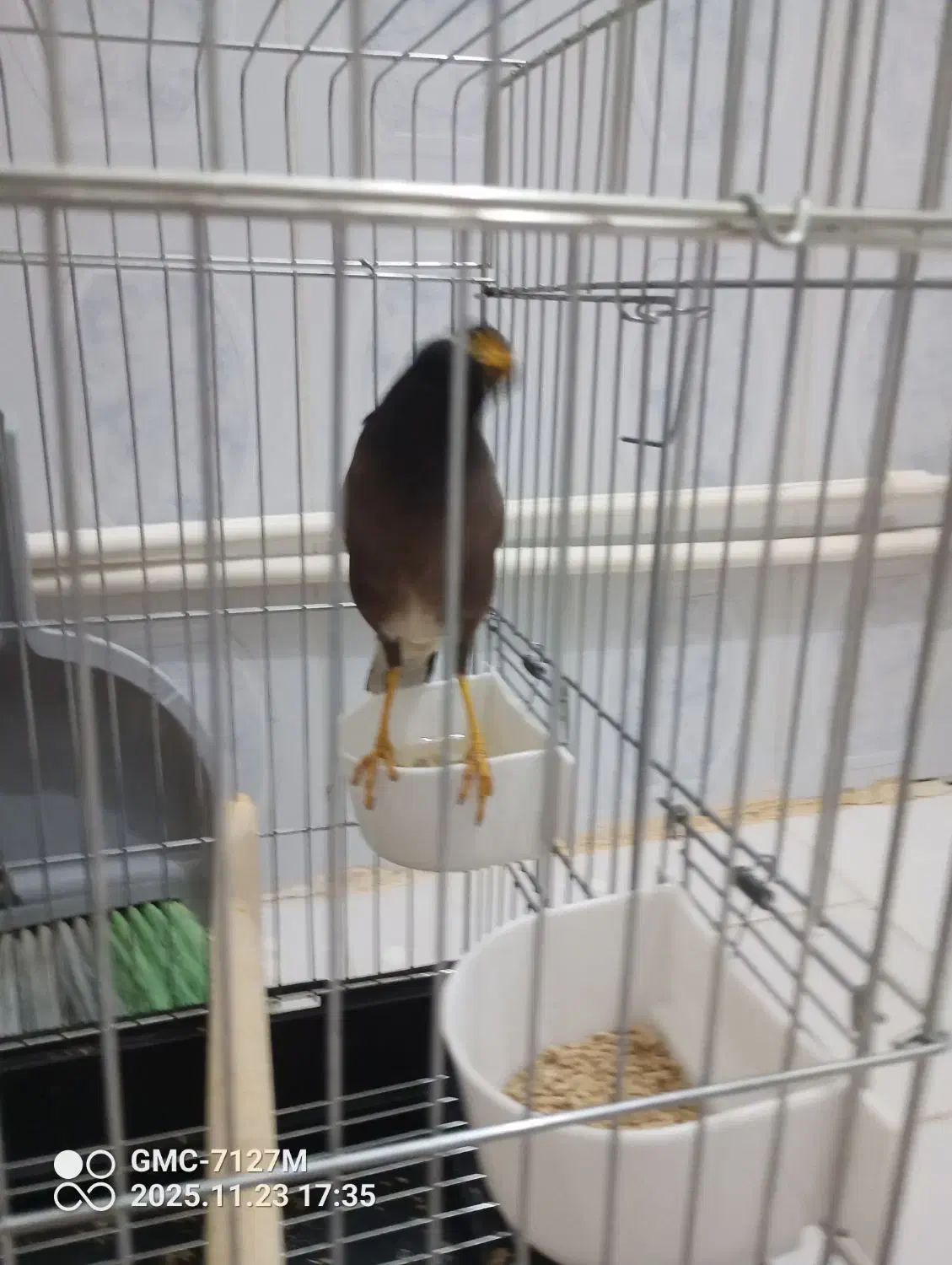 پرنده مینا ناز و دوست داشتنی|پرنده|فردیس, شهرک ناز|دیوار