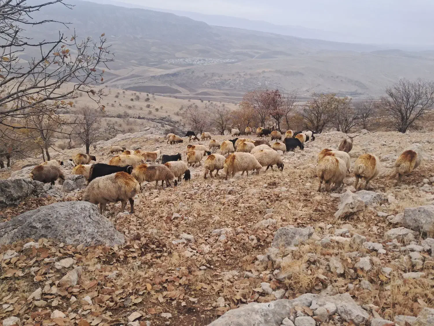 گوسفند داشتی شک|حیوانات مزرعه|چرداول, |دیوار