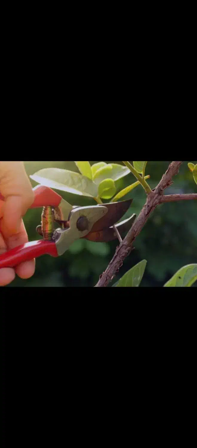 هرس ،احداث ومرتب سازی باغ ویلا|خدمات باغبانی و درختکاری|ارومیه, |دیوار