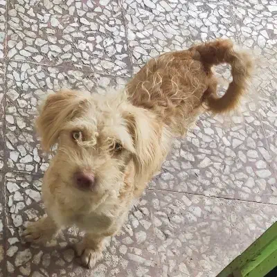 دو عدد سگ شیتزو|سگ|گنبد کاووس, |دیوار