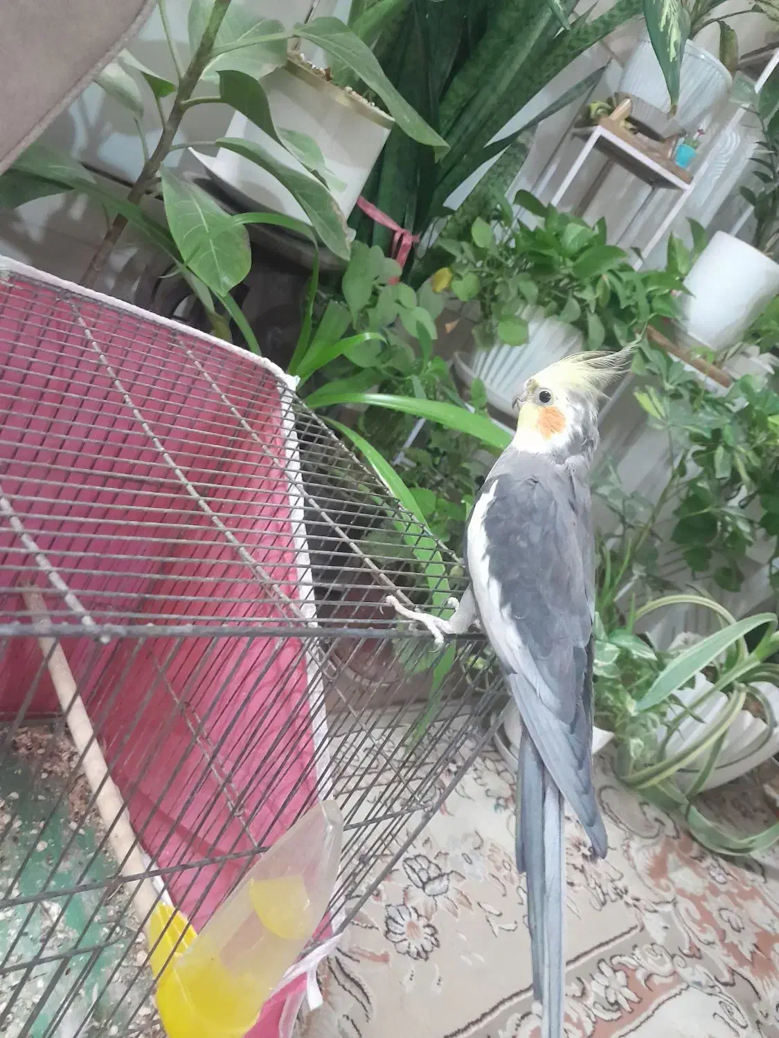 جفت عروس هلندی|پرنده|خمینیشهر, |دیوار