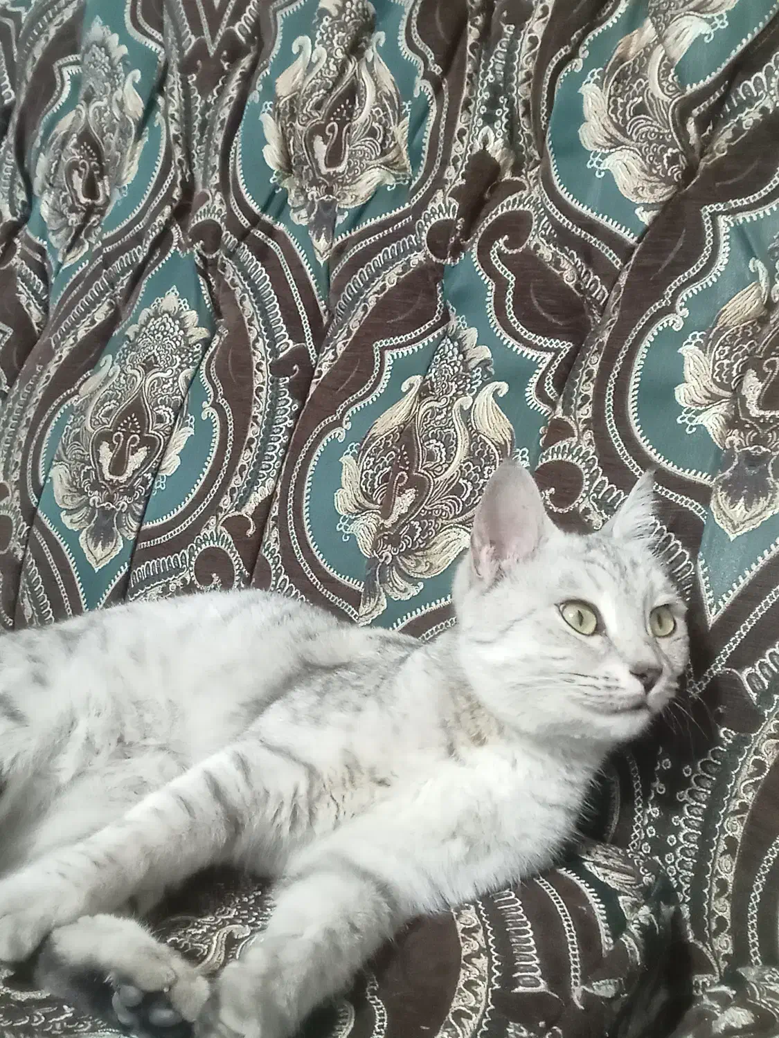 گربه خانگی|گربه|خوی, |دیوار