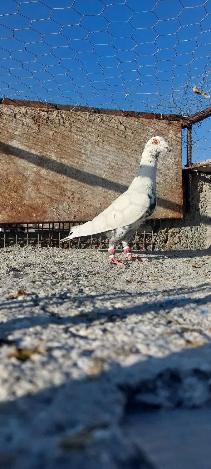 نر و ماده|پرنده|زاهدان, |دیوار