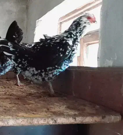 دوعدد مرغ گلین|حیوانات مزرعه|تکاب, |دیوار