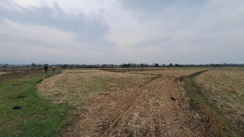 زمین‌ مزروعی ۱۵/۰۰۰متری تسطیح‌نشده در تالش کلفارود|فروش زمین و ملک کلنگی|تالش, طولارود|دیوار