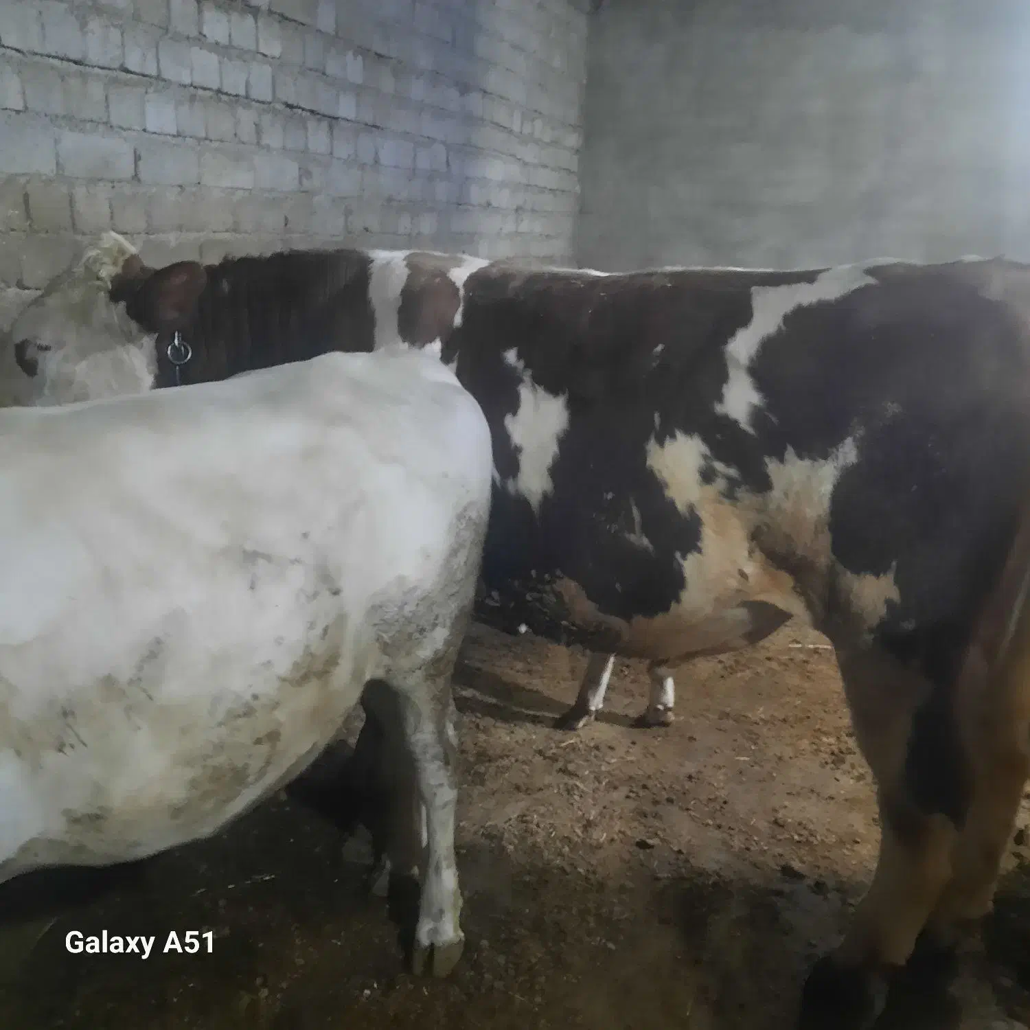 گاو نر گوشتی|حیوانات مزرعه|نظر کهریزی, |دیوار