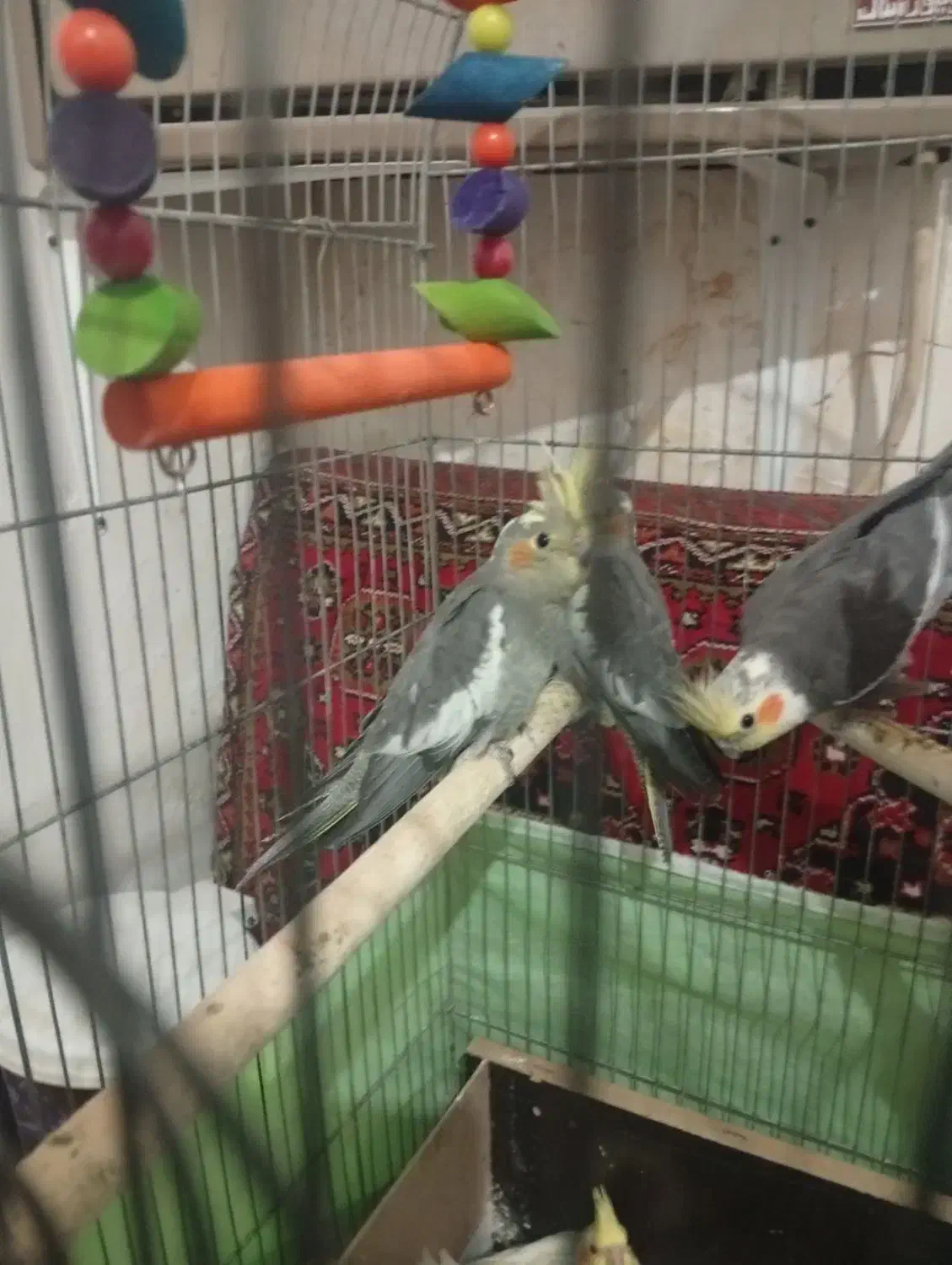 عروس هلندی  دستی|پرنده|همدان, |دیوار