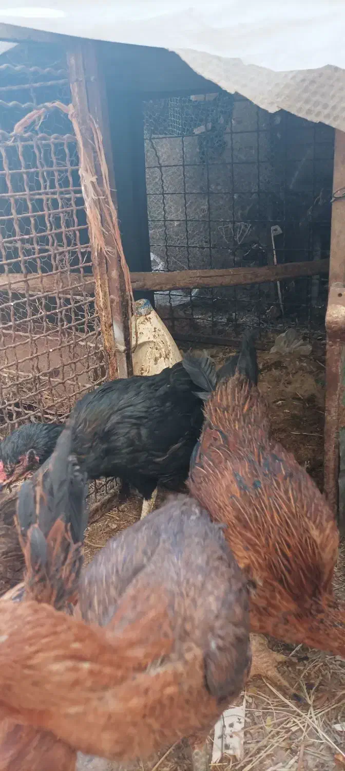 مرغ لاری|حیوانات مزرعه|تربتحیدریه, پائین ولایت|دیوار