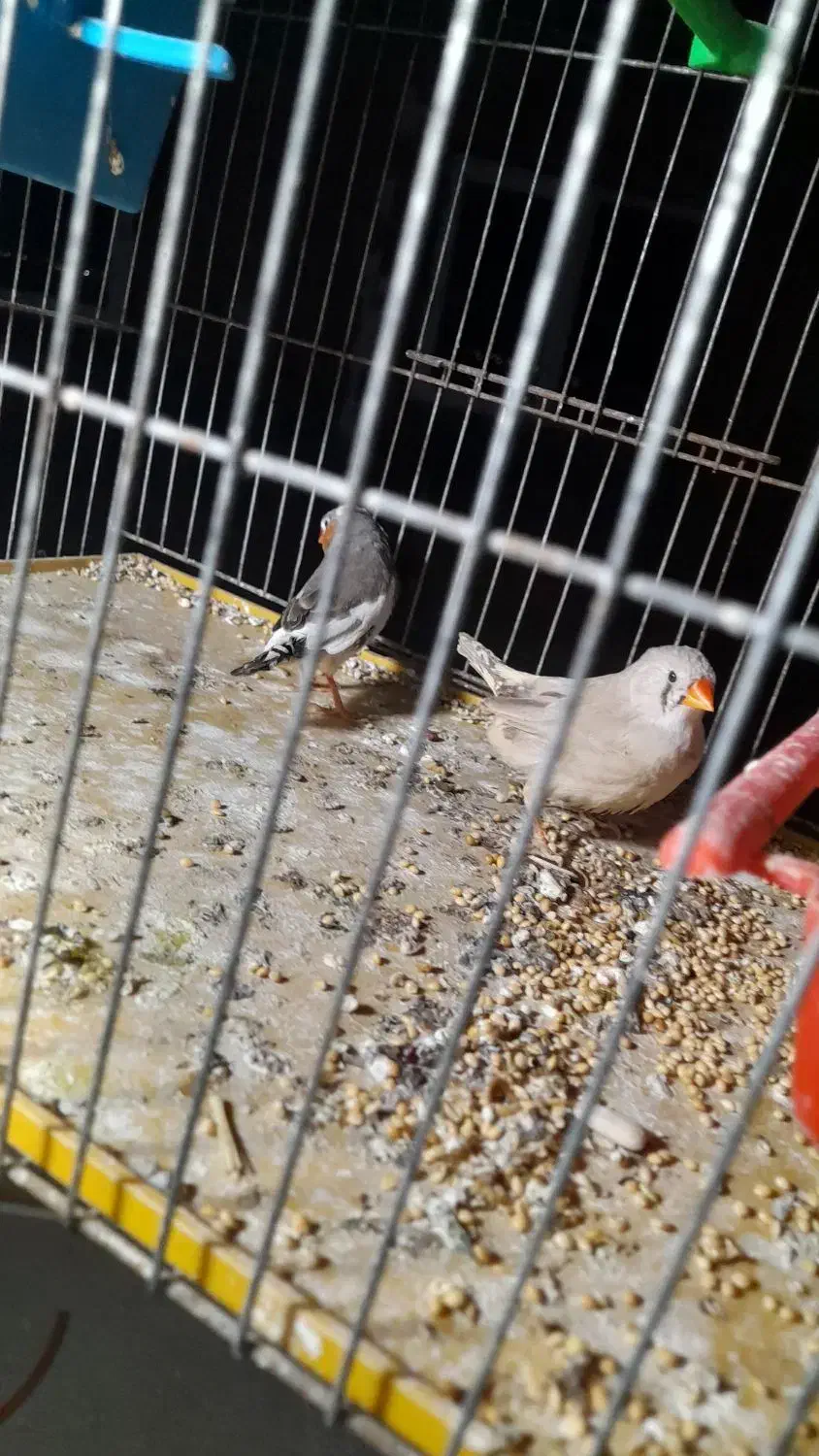 فنج|پرنده|گنبد کاووس, |دیوار