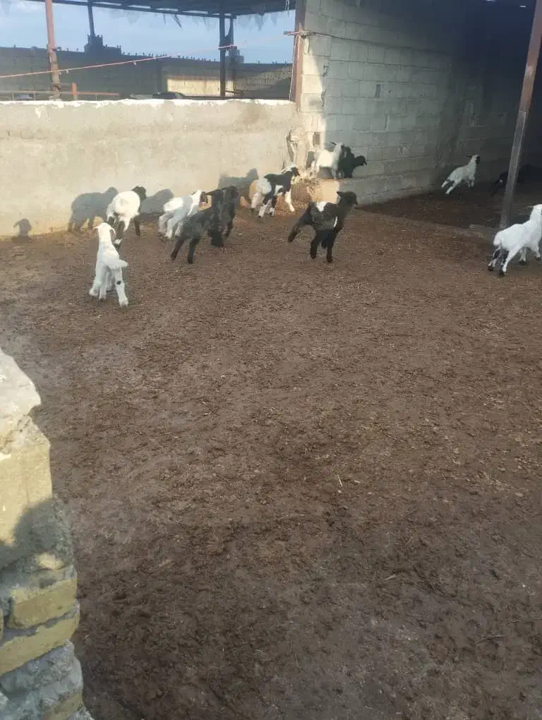 گوسفند داشتی جوان|حیوانات مزرعه|کوهدشت, |دیوار