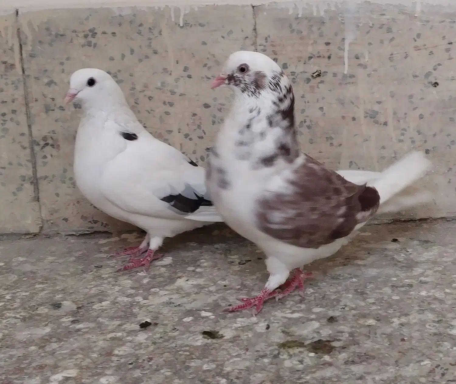 یک جفت کبوتر تهرانی|پرنده|اصفهان, سرچشمه|دیوار