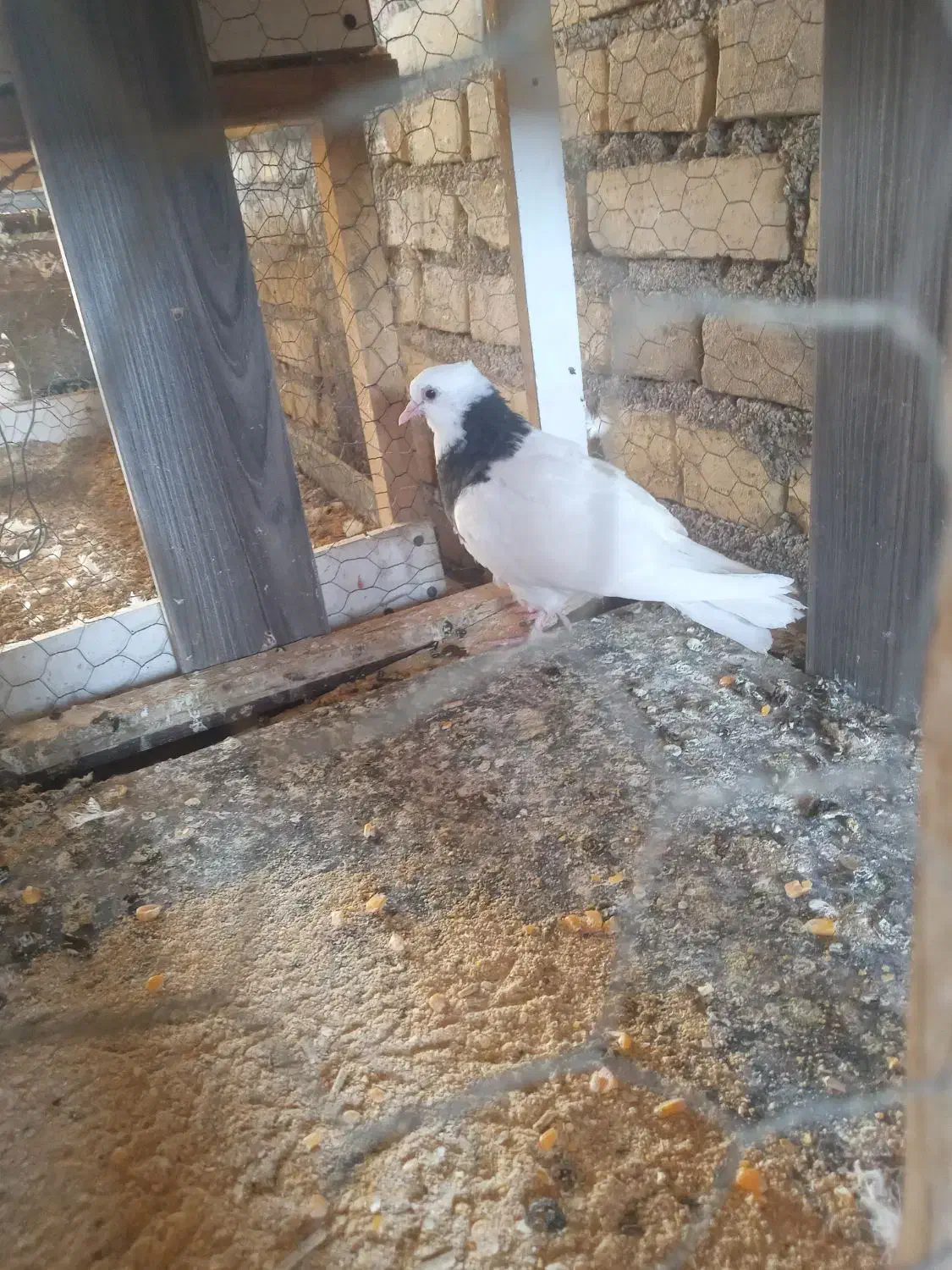 طوقی|پرنده|یزد, |دیوار