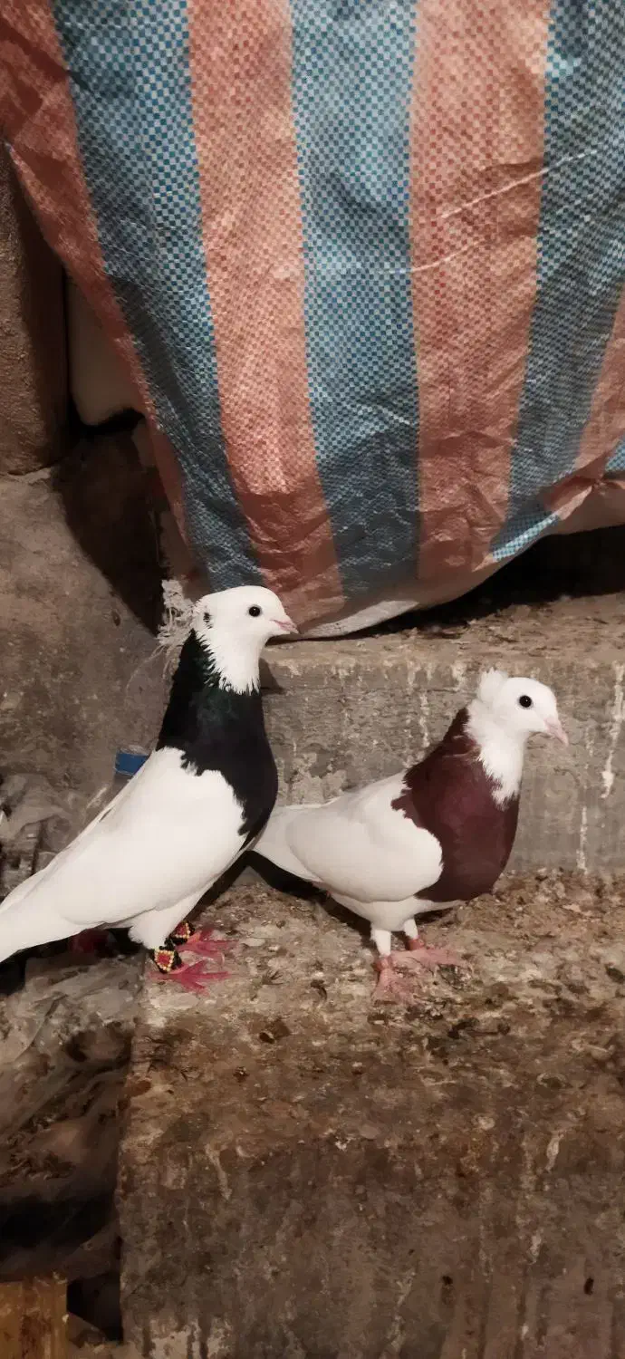 طوقی|پرنده|نورآباد ممسنی, |دیوار