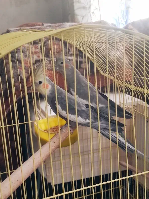 انواع عروس هلندی مولد دست آموز تکی جفتی|پرنده|نقده, |دیوار