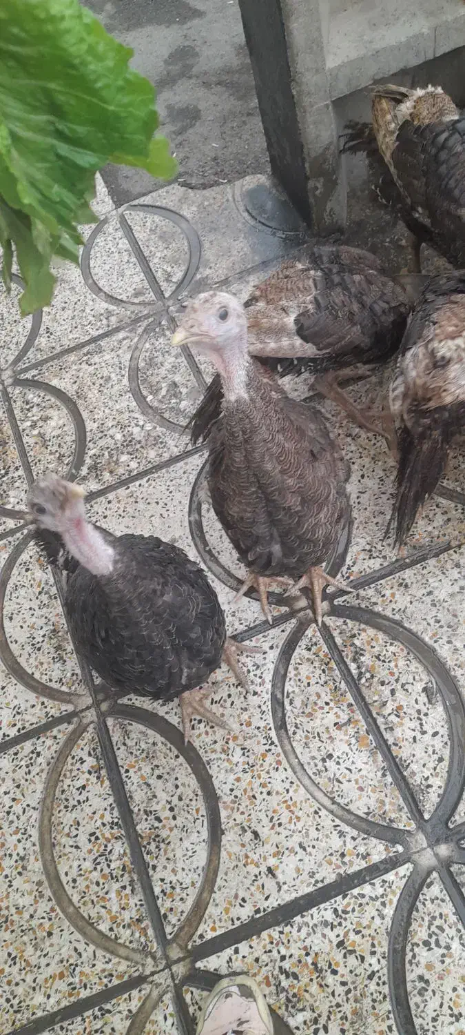 بقلمو|حیوانات مزرعه|محمدشهر, شهرک پیام (مهرالبرز)|دیوار