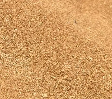 گندم|گل و گیاه طبیعی|کبودرآهنگ, |دیوار