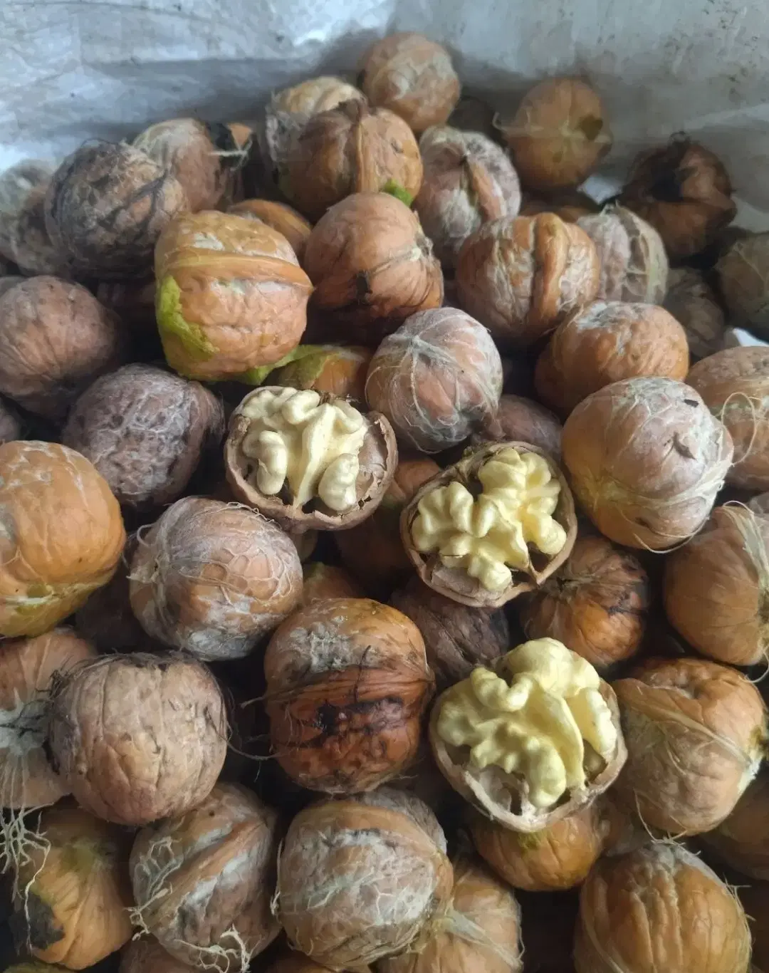 گردو|خوردنی و آشامیدنی|چالوس, |دیوار