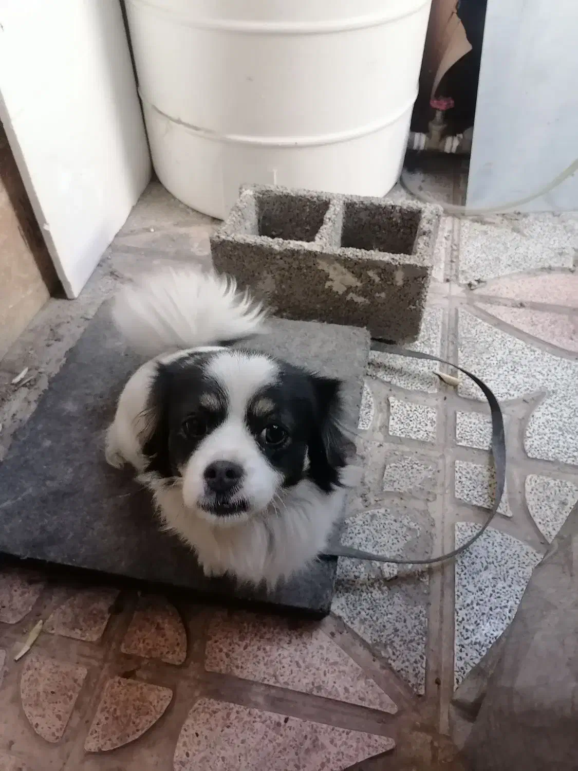 سگ پاکوتاه تربیت شده فروشی|سگ|هشتگرد, هشتگرد قدیم|دیوار