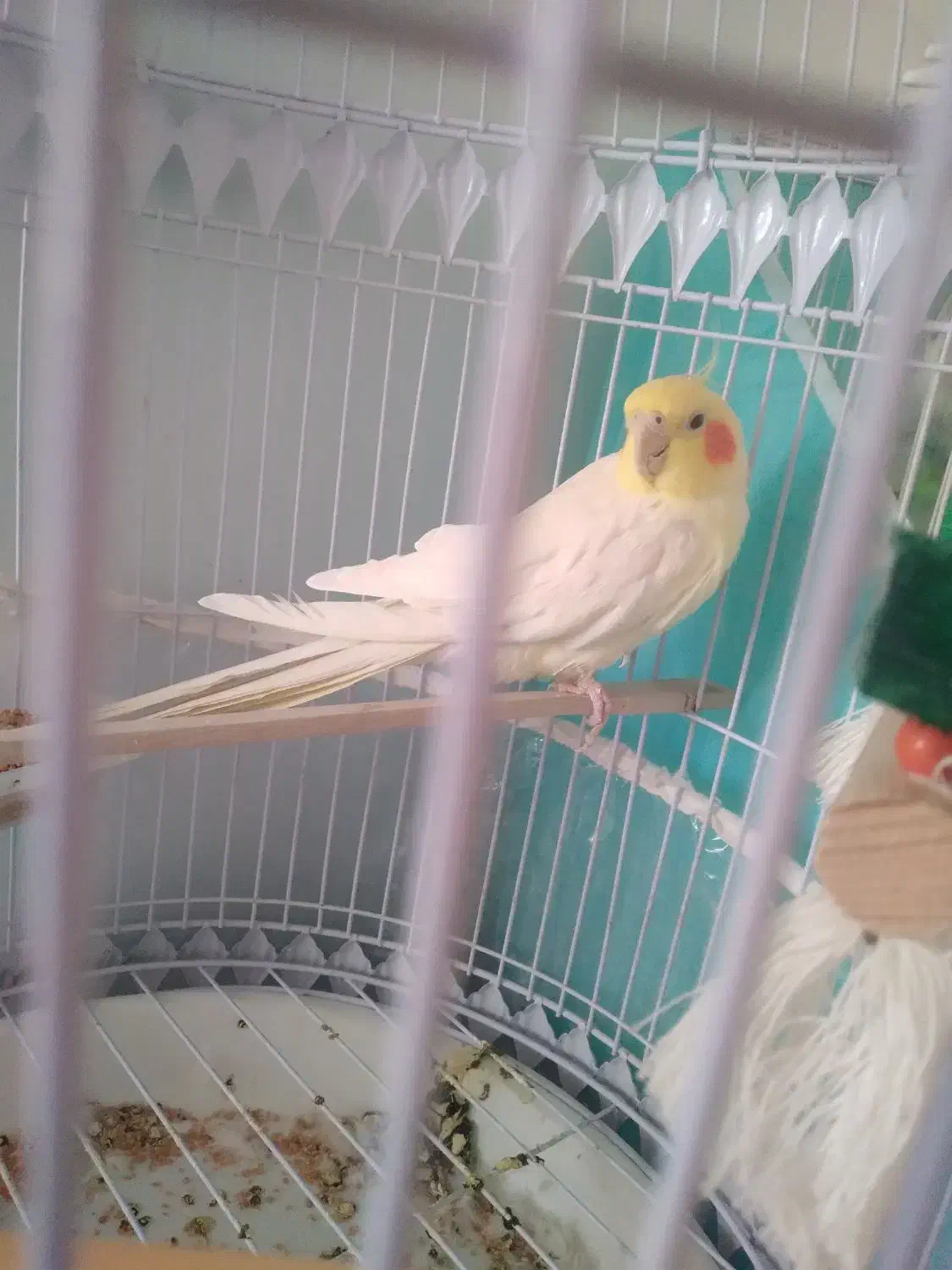 عروس هلندی لوتینو نر|پرنده|تربت‌حیدریه, داروپخش|دیوار