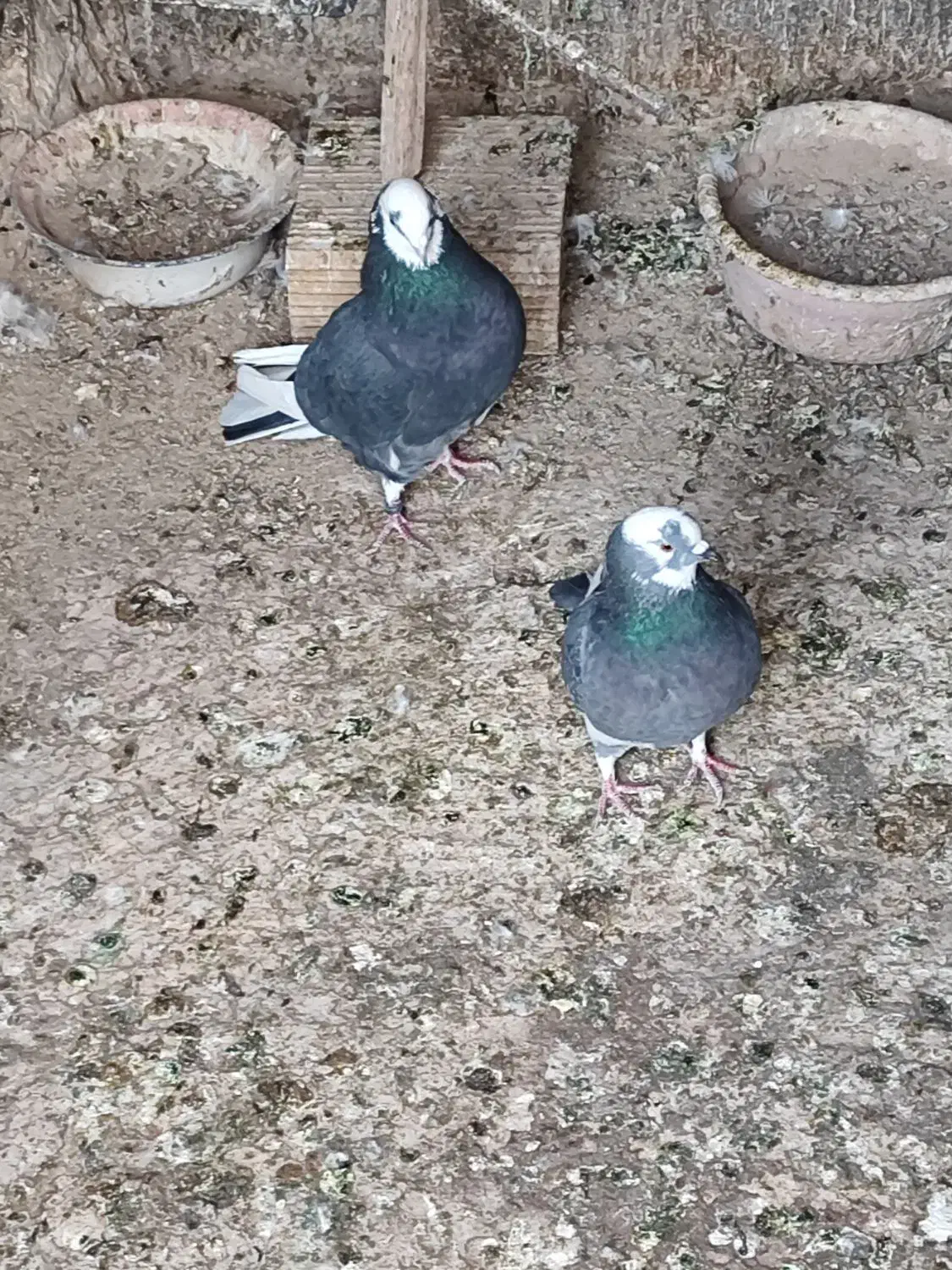 کود کبوتر|گل و گیاه طبیعی|سیرجان, |دیوار