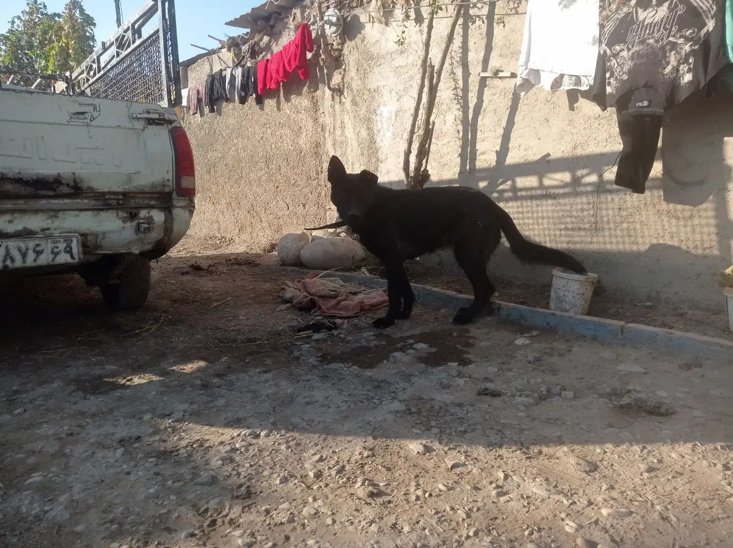 ژرمن بلک|سگ|گنبد کاووس, |دیوار