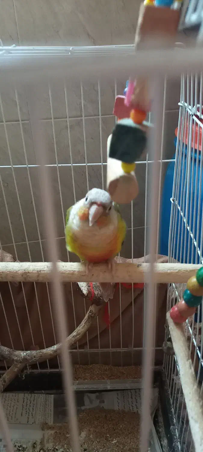 عروس هلندی وگرینچیک|پرنده|شفت, |دیوار