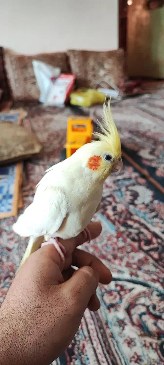 2 جفت عروس هلندی تظمینی|پرنده|مبارکه, |دیوار