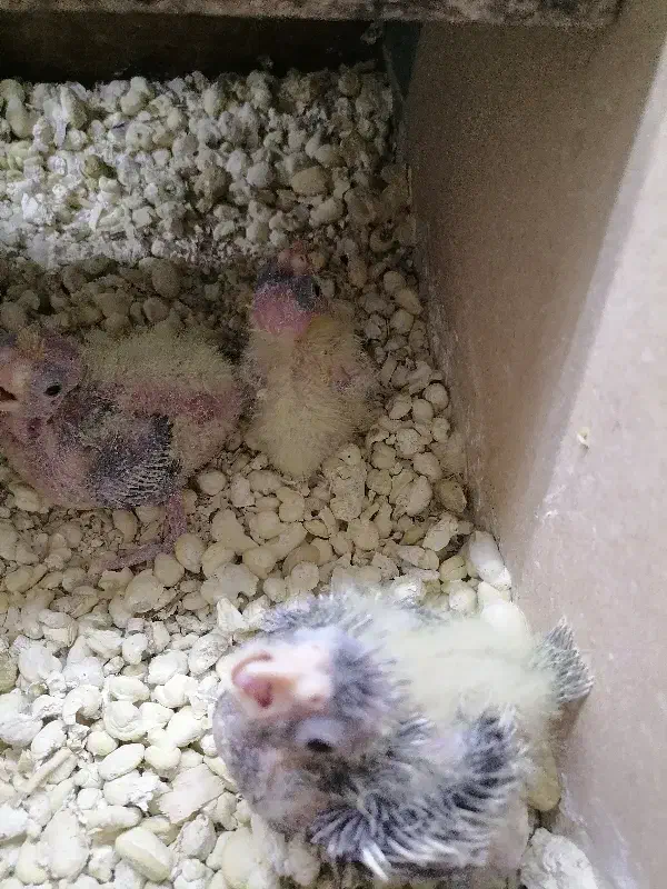 جوجه عروس سرلاکی|پرنده|قائن, |دیوار