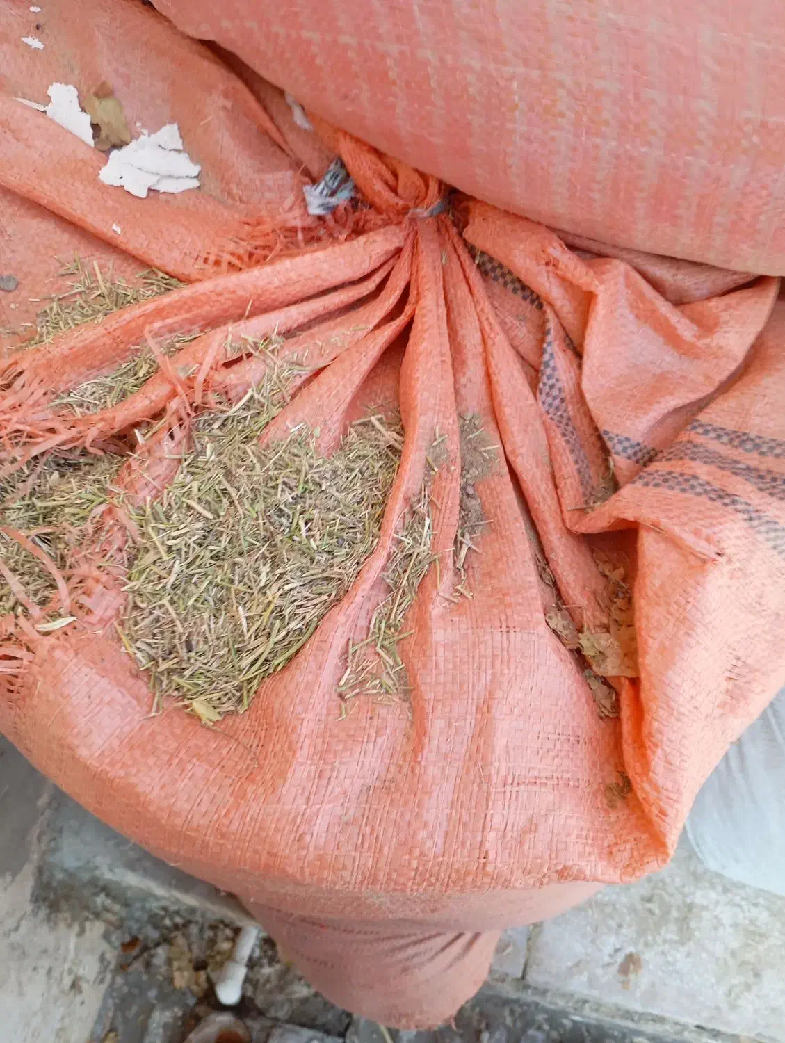 خارپودرشده|حیوانات مزرعه|عطاملک, |دیوار